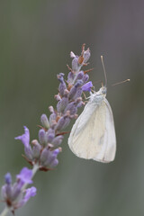un papillon pi&eacute;ride accroch&eacute; &agrave; une fleur 