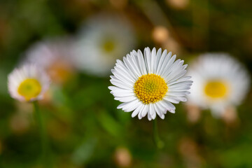 Un joli champs de p&acirc;querettes 