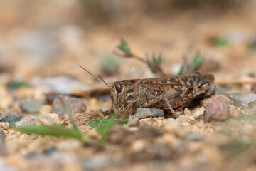 Naklejka premium Gros plan sur les yeux d'un criquet 