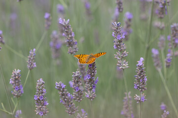 Les jardins et la biodiversité 