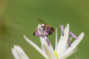 Une abeille s'accroche &agrave; son repas 