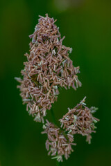 Gros plan sur une gramin&eacute;e 