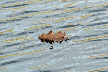 Borken, nrw, germany, brown oak leaf floating on rippling water surface