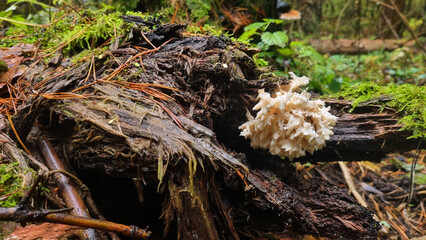 Wet Hericium coralloides Mushroom on a fallen tree in the forest, close-up 