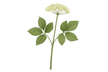 White umbel flower on tall stem with three-part, serrated leaves, elderflower plant