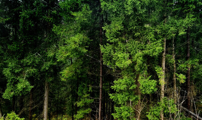 Obraz premium Pine trees in the forest. Green spruce forest in the mountains.