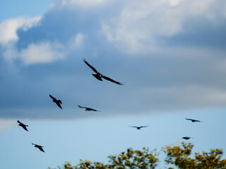 Flocks of birds in flight