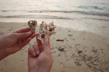 Caucasian young adult hands holding pieces of coral and rock near shoreline, displaying natural objects found on sandy beach with gentle waves in background during daytime
