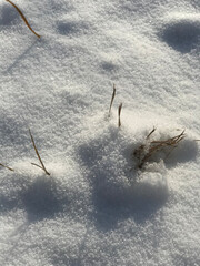 Dried Plant in Snow – Winter Minimalist Nature