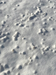 Dried Plant in Snow – Winter Minimalist Nature