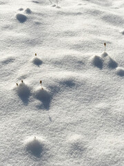 Fototapeta premium Dried Plant in Snow – Winter Minimalist Nature