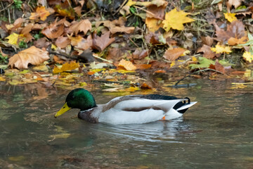 Borken, nrw, germany, mallard duck swimming in water with autumn leaves