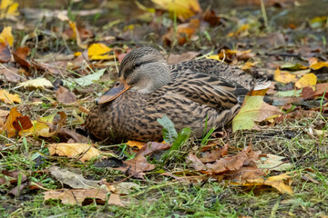 Borken, nrw, germany, mallard duck resting on autumn leaves and grass