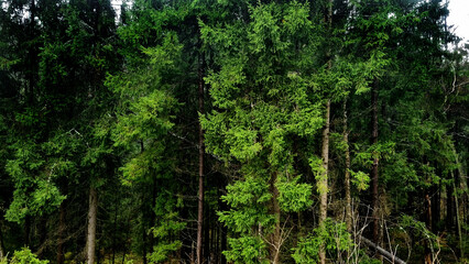Pine trees in the forest. Green spruce forest in the mountains.