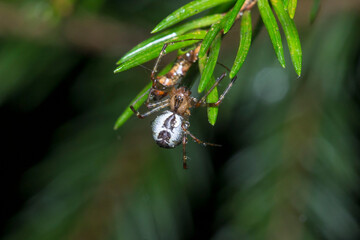 a cross-legged spider on a spruce branch with a spider web on a dark background . colorful photo of wildlife. macro photo of an insect. close-up. space for text