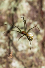 cross-legged spider on a blurred background . wildlife. colorful detailed macro photo of an insect. close-up. space for text. screensaver