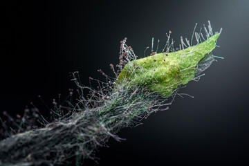 Mold growing on green leaf, showing decomposition process