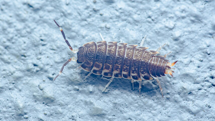 Isopod close-up on textured concrete wall background
