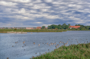 Pond in Leyhoern Nature Reserve with Colony of common Spoonbill resp.Platalea leucorodia and Greylag Geese resp.Anser anser,East Frisia,North Sea,Wattenmeer National Park,lower Saxony,Germany