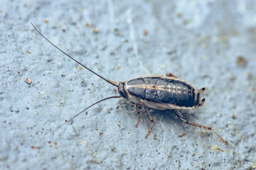 Cockroach pest crawling on dirty concrete surface