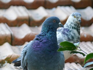 A pair of pigeons on a roof during the day.