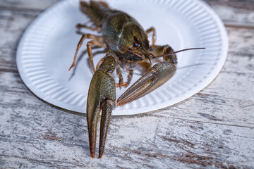 Large freshwater crayfish with a big claw in the foreground on a white kitchen plate ready for cooking.