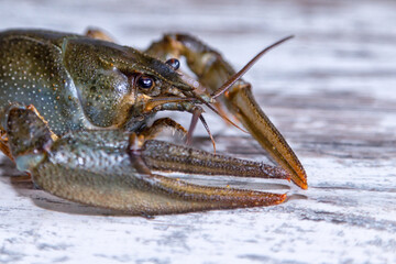 Large freshwater crayfish with big claws on the table looking into the camera, extreme close-up.
