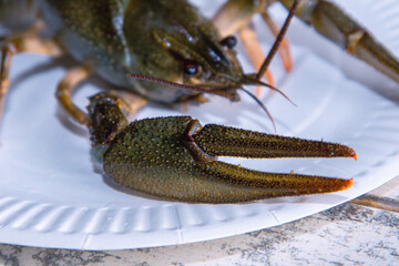 Large claw of freshwater crayfish in the foreground on a white kitchen plate ready for fresh cooking.