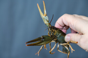 crayfish in hand