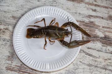 Large live freshwater crayfish with big claws lying on a white plate on a kitchen table, close-up.