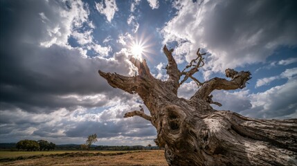 Fototapeta premium Bright sunlight streams through dark clouds above a gnarled and timeless tree in a peaceful field.