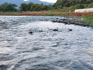 A river with a group of birds swimming in it. The water is calm and the birds are swimming in the water