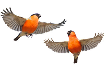 Set of two male Eurasian Bullfinches Pyrrhula pyrrhula flying in different poses. Isolated on a white background