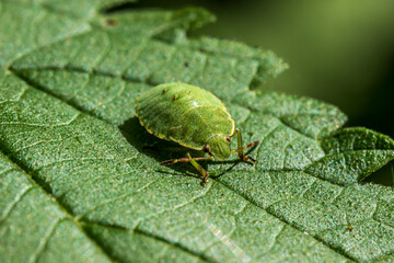green shield bug on a green background. wildlife. colorful detailed macro photo of an insect. close-up. space for text. screensaver. bokeh