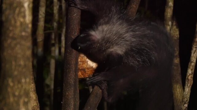Lemur aye-aye, Daubentonia madagascariensis, at night gnaws out pulp of coconut  3