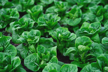 A field of green lettuce plants. The plants are all the same size and are growing in a row