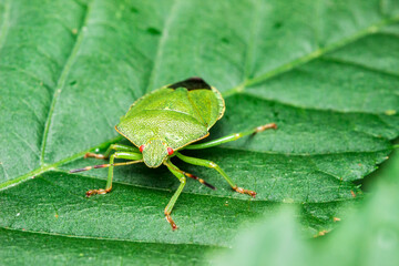 shield bug on a green leaf. wildlife. colorful detailed macro photo of an insect. close-up. space for text. screensaver. bokeh