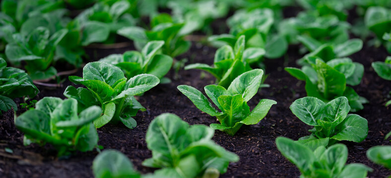 A field of green lettuce plants. The plants are growing in the dirt and are very healthy