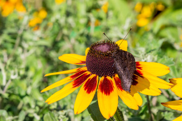 butterfly pollinating a flower. wildlife. colorful detailed macro photo of an insect. close-up....