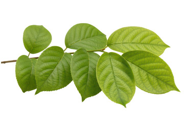 Fototapeta premium Fresh green leaves on a branch, isolated on transparent background