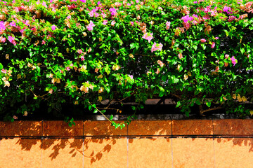 flowers in the garden