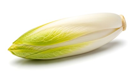 Fresh Belgian Endive Vegetable Isolated on White
