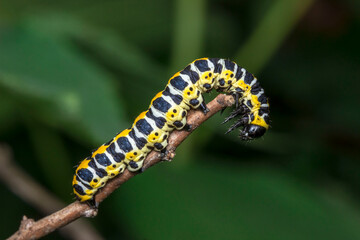 caterpillar. colorful detailed macro photo of an insect in the wild. close-up. space for text. screensaver. bokeh