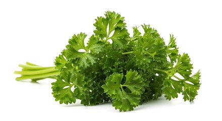 Fresh Curly Parsley Bunch Isolated on White Background
