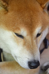 Shiba inu dog