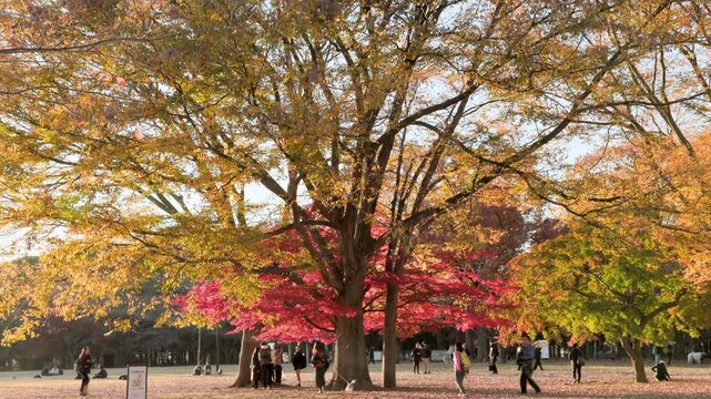 Autumn in Tokyo : Widen Zelkova Tree Spread Their Branches in Vibrant Yellow with Red Maple, While People Under That Tree Enjoying the Views  |  Yoyogi Park, Tokyo, Japan