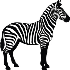 Vector zebra standing gracefully in a black and white silhouette illustration