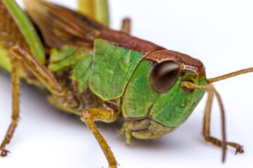 green grasshopper on a white background. insect portrait. colorful detailed macro photo of an insect. screensaver. wildlife. close-up. text space.