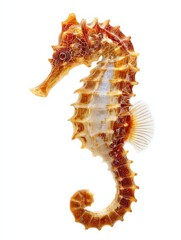 Seahorse Elegance: A solitary seahorse, its intricate form and delicate features showcased in a captivating photorealistic portrait, revealing the wonders of marine life.