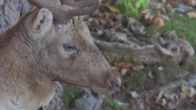 Fallow Deer (Dama dama) buck (male) male in extreme closeup, chewing the cud and looking at the camera. October, Kent, UK (Half speed)